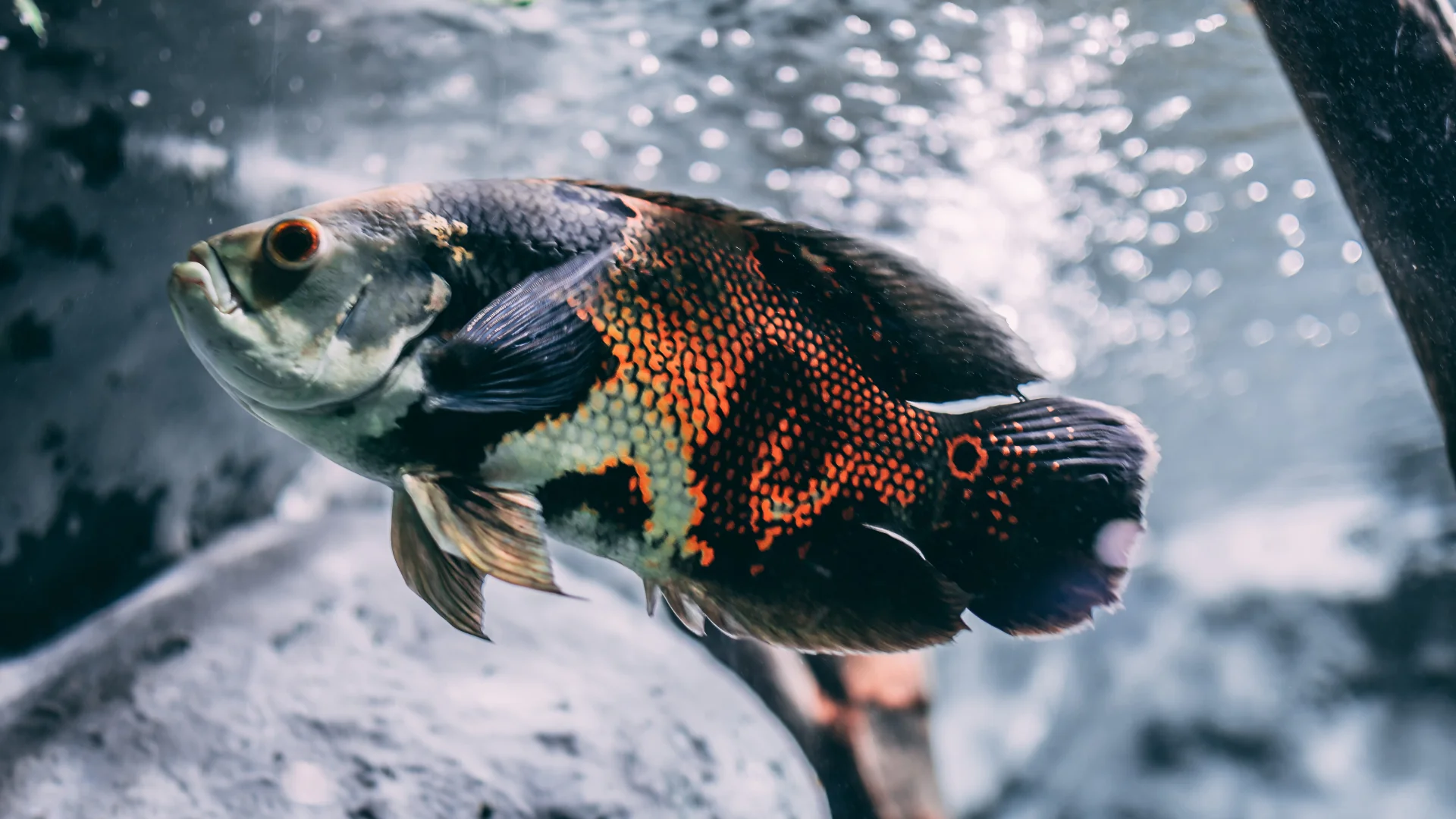 Dive Into Premium Aquatic Fashion