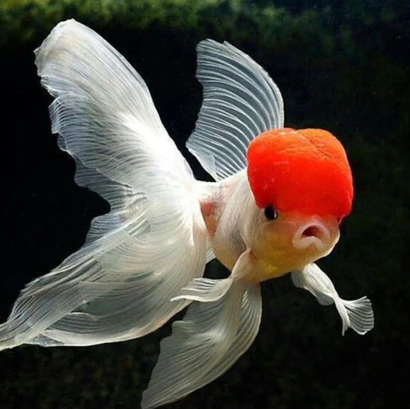 Goldfish